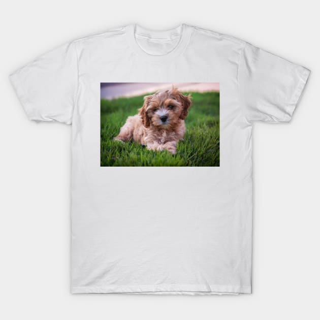 Cute Cavapoo T-Shirt by StacyWhite